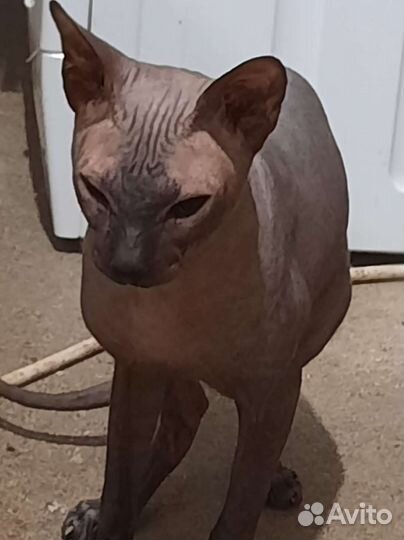 Донской сфинкс