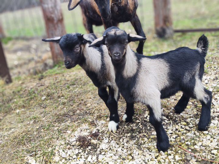 Козлик нубийский процентный