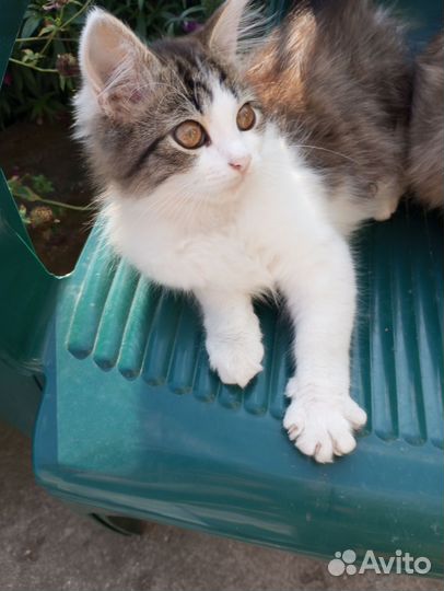 Котята в дар бесплатно