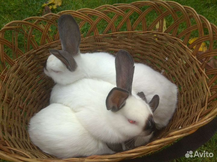 Калифорния, кролик, кроль