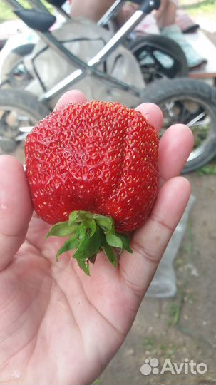 Рассада клубники