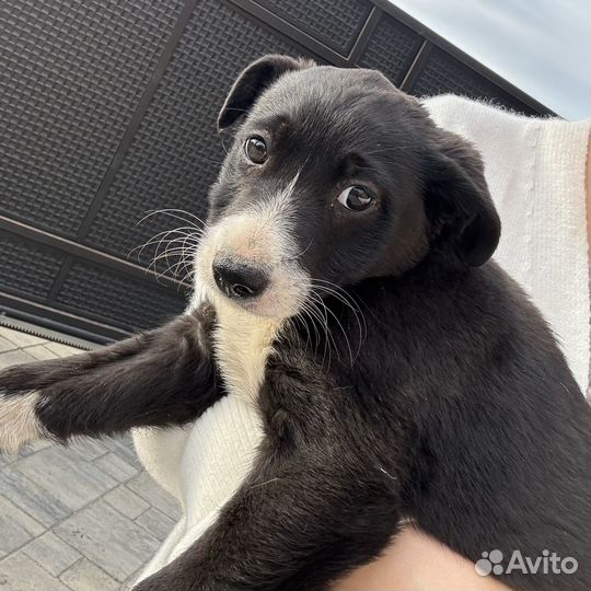 Щенок в добрые руки