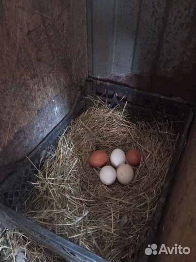 Домашние куриные яйца