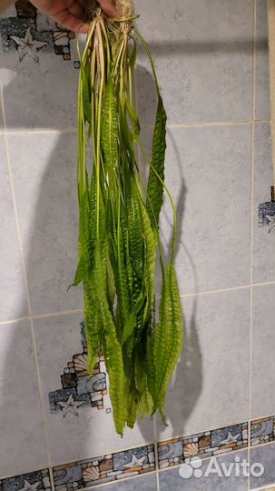 Криптокорина