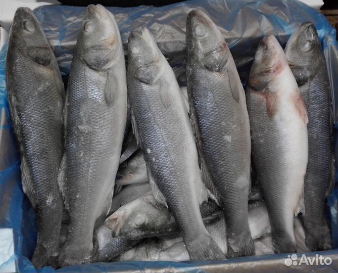 Сибас (сухая заморозка)