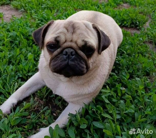 Золотые мопсы