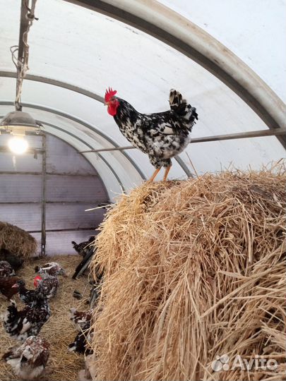 Молодые петухи