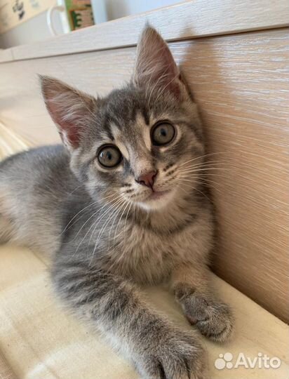 Котята бесплатно