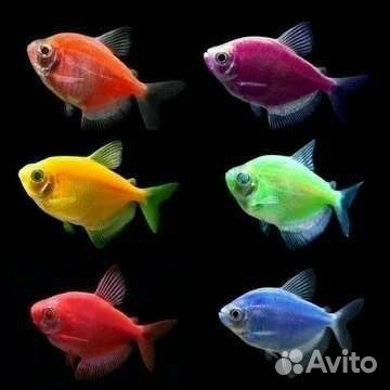 Рыбки