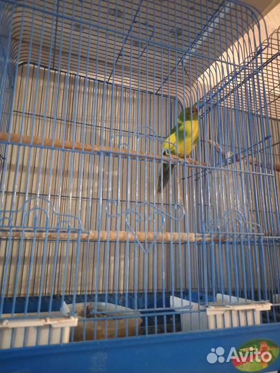 Попугай Какарик с клеткой