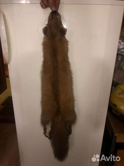 Шкуры куницы