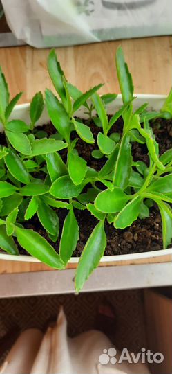 Каланхоэ лечебное