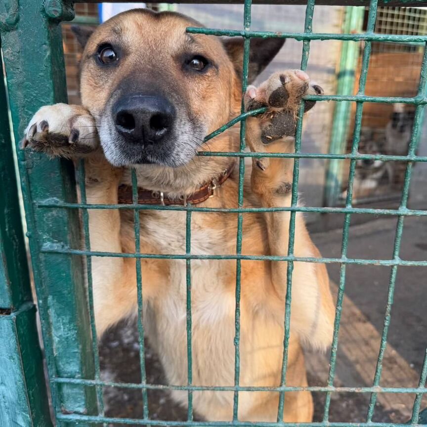 Пёс Федя ждет за решеткой приюта.С надеждой на дом