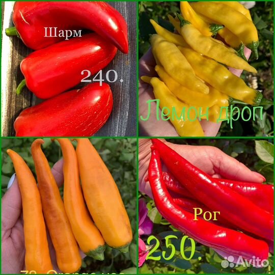 Колекционер