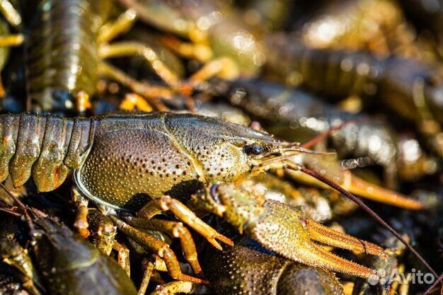Раки дикие речные