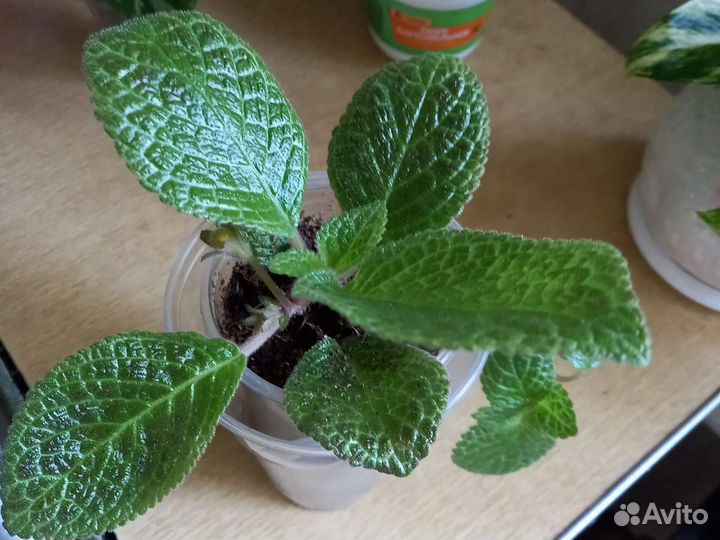 Комнатные цветы