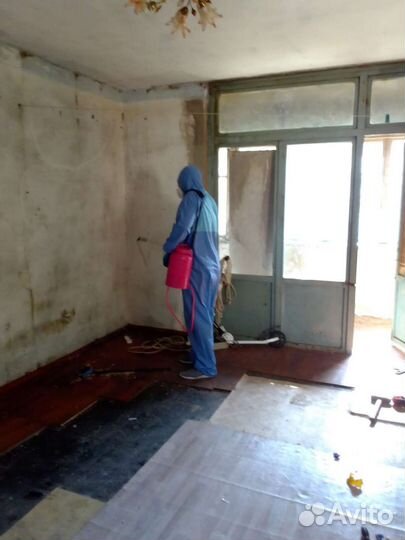 Уничтожение запаха, плесени, после трупов