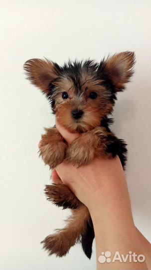 Йоркширский терьер мини щенки
