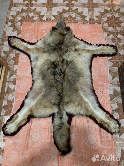 Волчья шкура