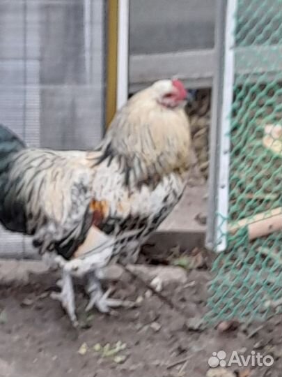 Инкубационное яйцо курочек породы Амераукана