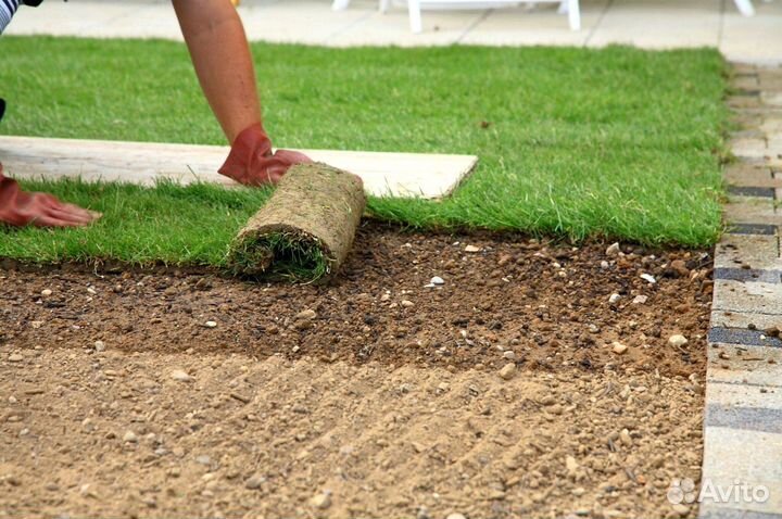Рулонный газон