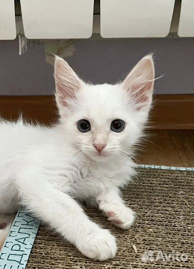 Белый котенок мальчик