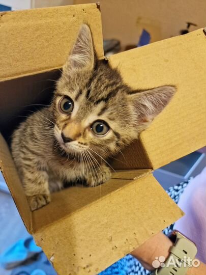 Котёнок бесплатно