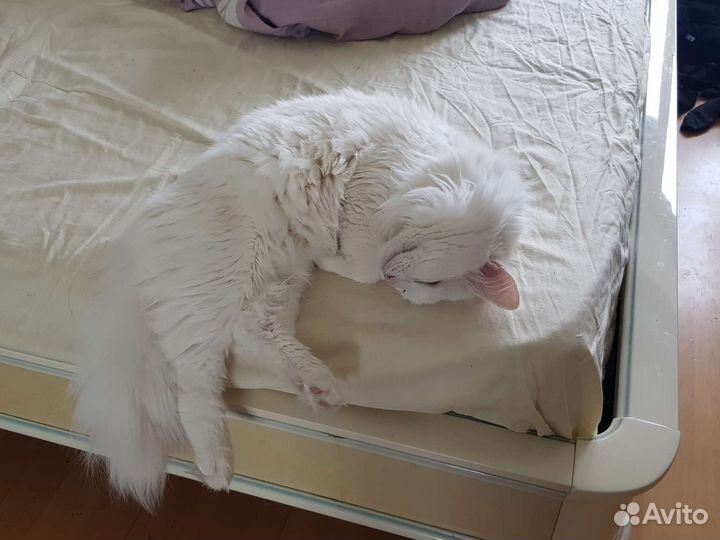 Вязка с котом турецкая ангора бесплатно