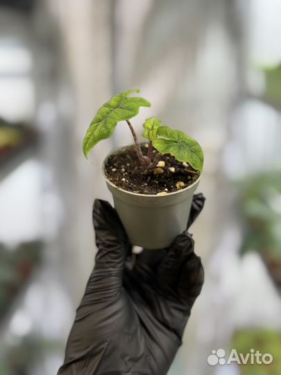 Алоказии жаклин, скальпрум, азлани