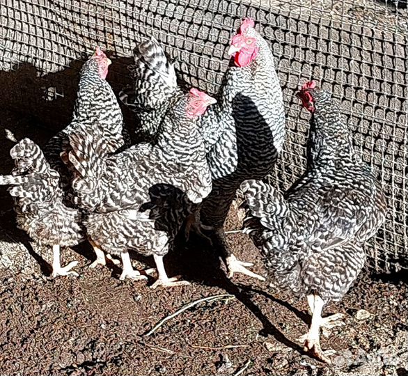 Семья кур Плимутрок, Амрокс, Павловская