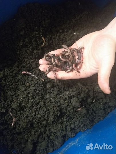 Черви дендробена