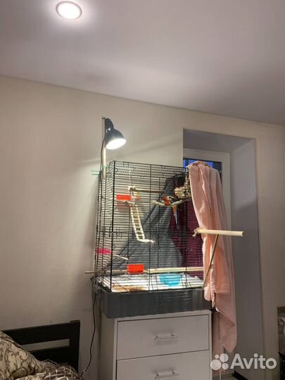 Ультрафиолетовая лампа для птиц