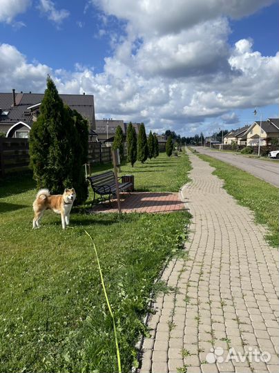 Акита ину вязка