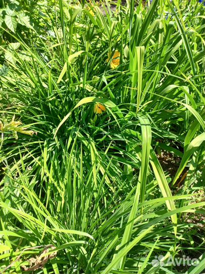 Лилейник желтый