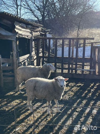Бараны тексель