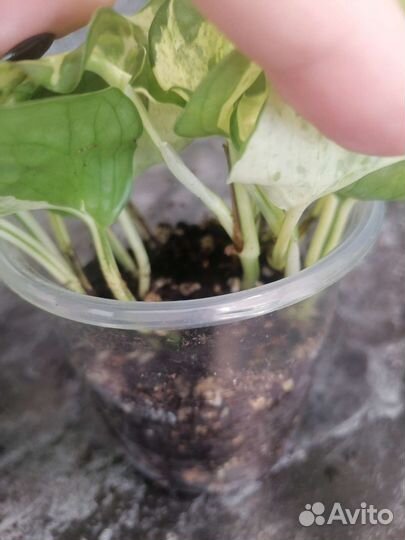 Эбипремнумы марбл квин и хеппи лиф