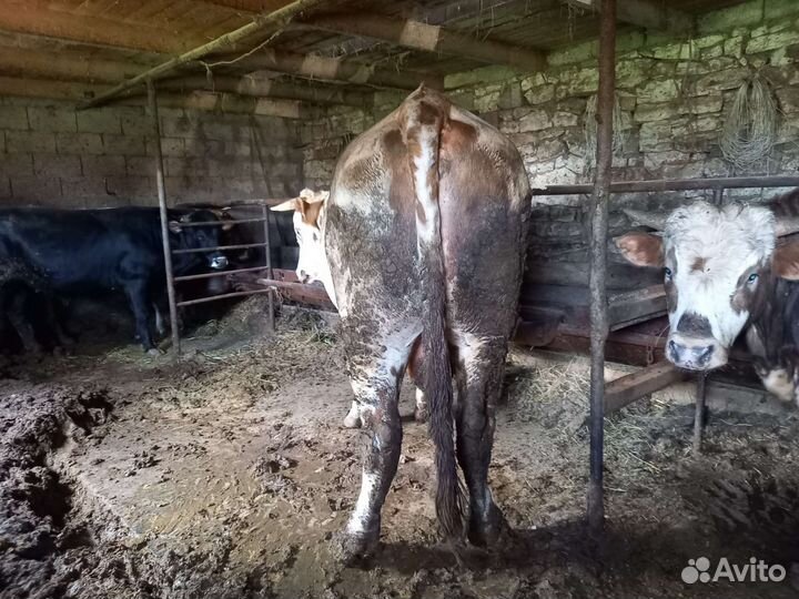 Бык самый раз на курбан прошу 270т Мясо 700-750кг