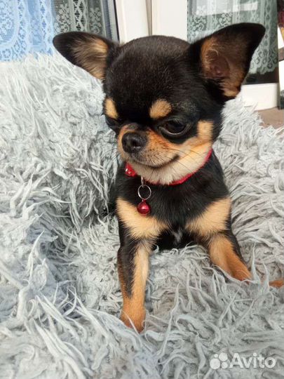 Вязка. Чемпион. кобель мини