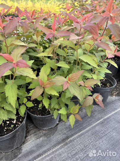 Спирея Японская обыкновеная