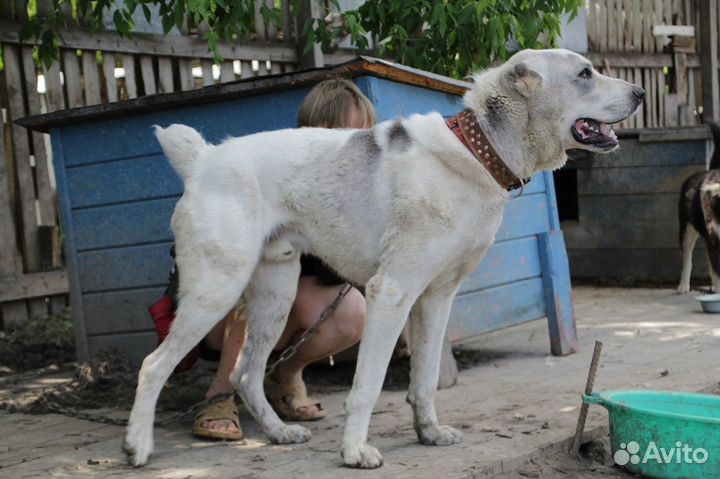 Дунай на охрану