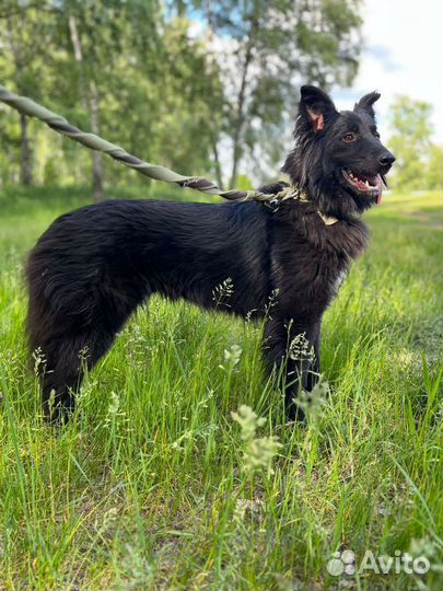 Шикарный пес Пушкин ищет дом