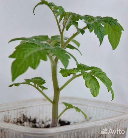 Комнатный болгарский сладкий перец кустики