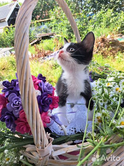 Котёнок в добрые ручки