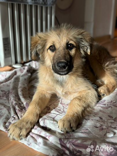 Добрый щенок в добрые ручки