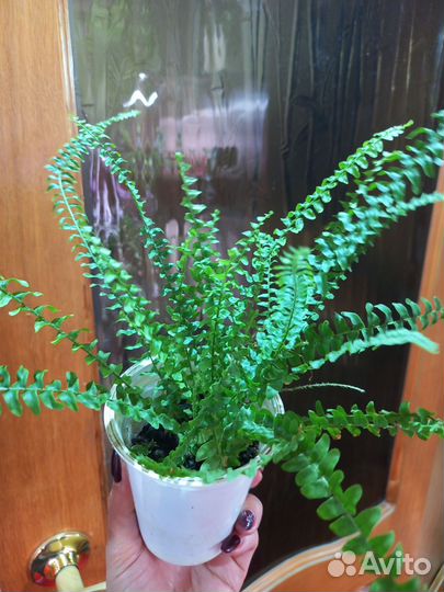 Папоротник 100