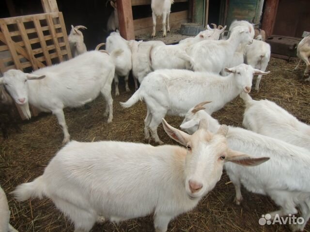Козы молочные