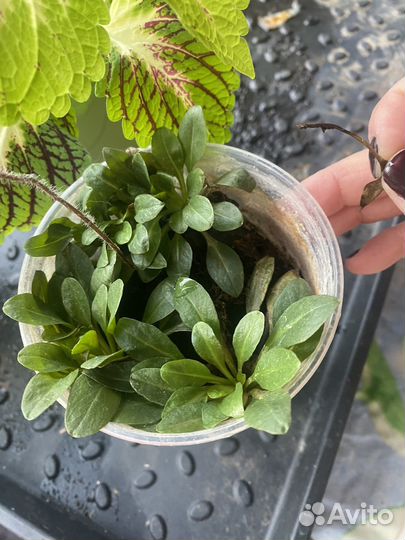 Колеусы вегетативные