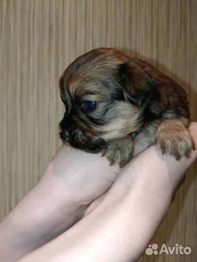 Собака той-терьер