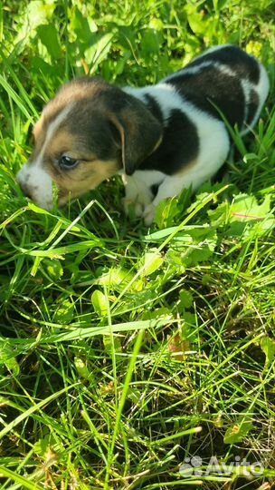 Щенки Русской пегой гончей