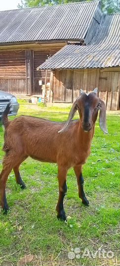 Англо нубийская козочка 100, козлята 50